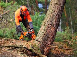 Best Commercial Tree Services  in USA